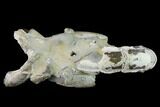 Fossil Mud Lobster (Thalassina) - Australia #141046-1